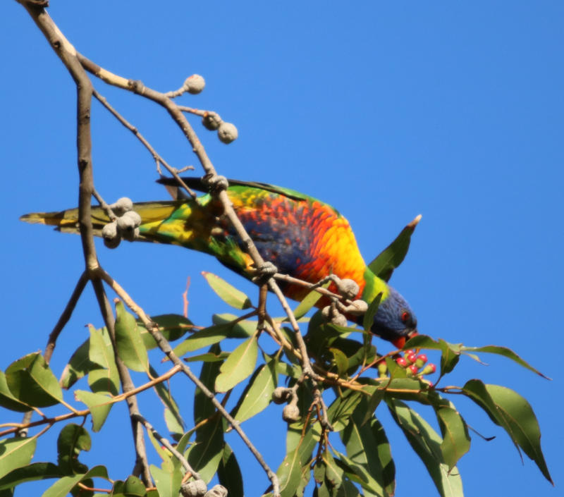 Rainbow Lorikeet near Transport SA car park