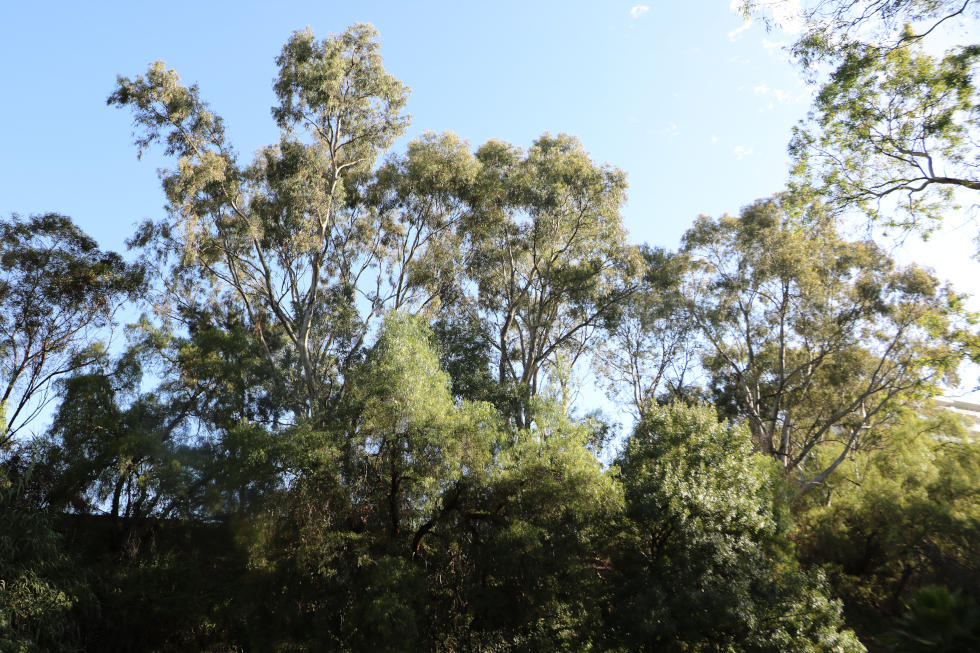 Trees alongside Transport SA car park