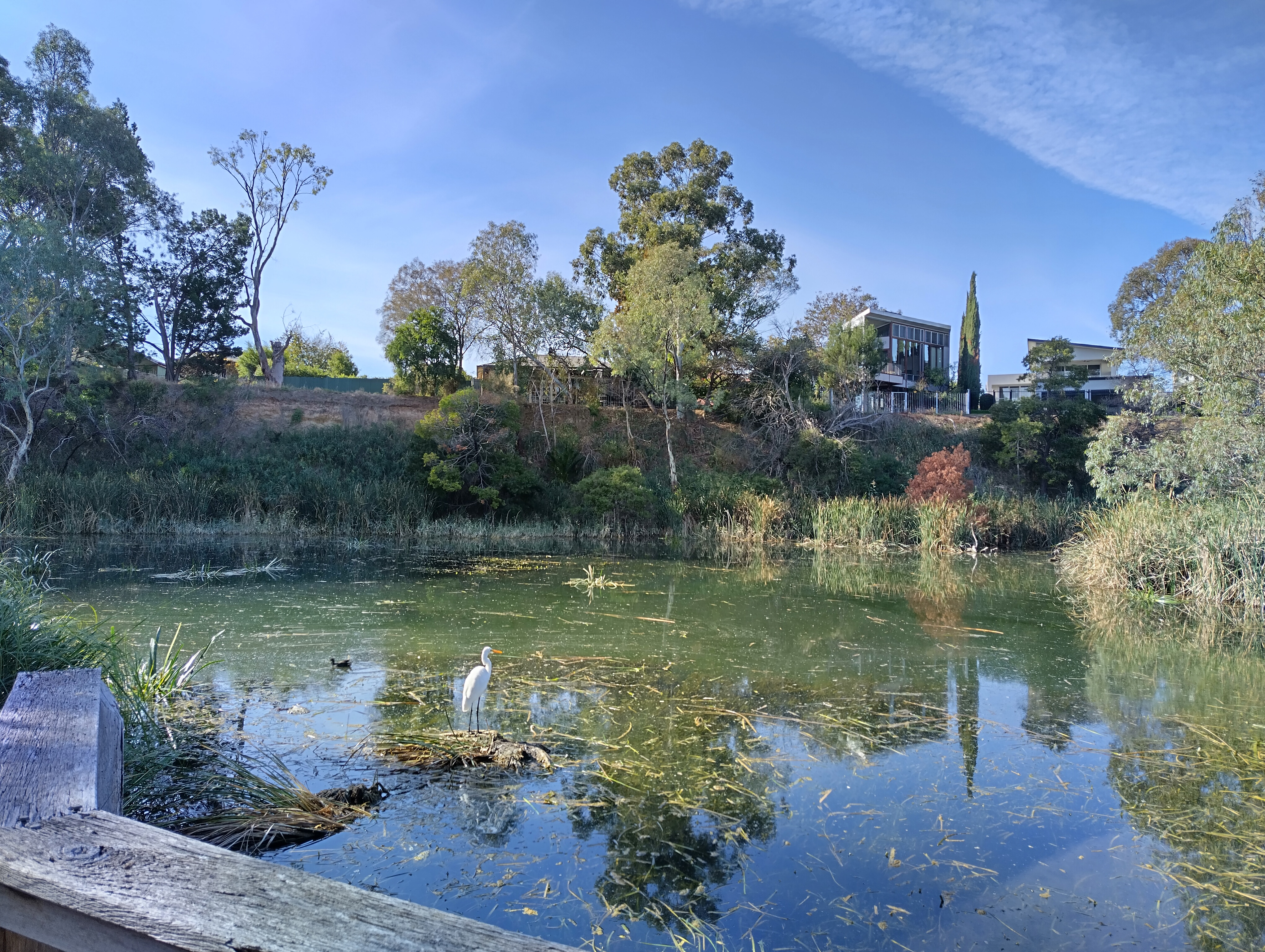 photograph of bank and egret