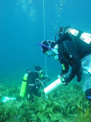 Students from The University of Adelaide researching the ecology of kelp forests