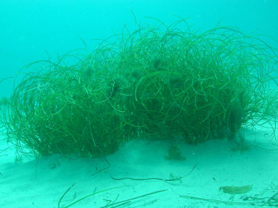 Seagrasses turn sand barrens into productive habitat for fish and their food