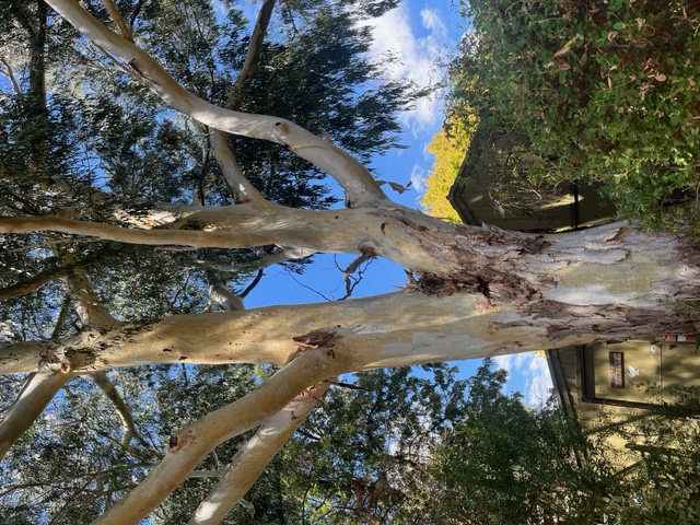 Photo of gum tree